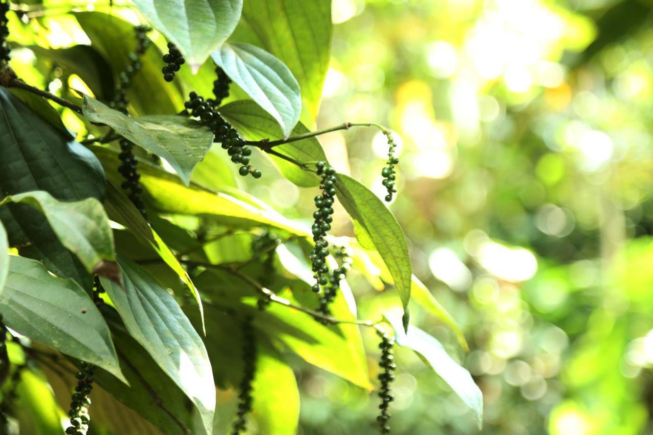 Spice Valley Home Stay & Tree House Munnar Εξωτερικό φωτογραφία