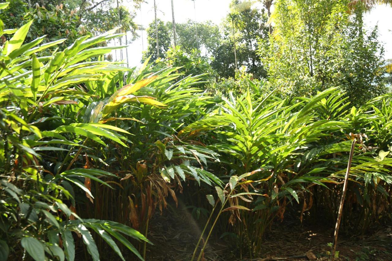 Spice Valley Home Stay & Tree House Munnar Εξωτερικό φωτογραφία